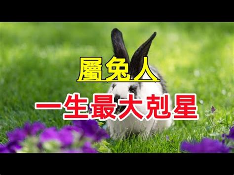 兔屬性|生肖兔五行屬性大全 生肖兔五行相生相剋